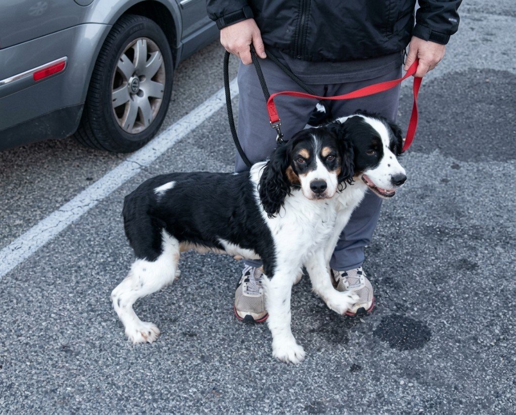 Deux chiens se recouvrant au point de sembler n'en former qu'un à deux têtes